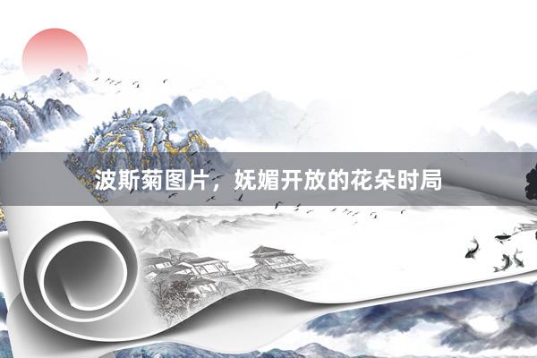 波斯菊图片，妩媚开放的花朵时局