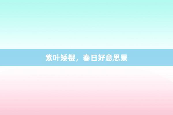 紫叶矮樱，春日好意思景